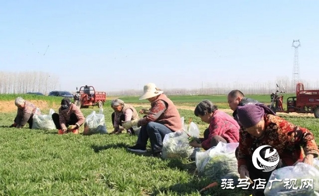 新蔡:“野菜經濟”“蒸味”十足 餐飲市場“蒸蒸日上”