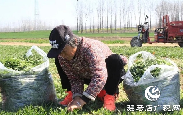 新蔡:“野菜經濟”“蒸味”十足 餐飲市場“蒸蒸日上”