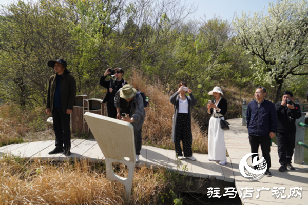 駐馬店各縣區網絡名人齊聚遂平 共尋天中最美春天