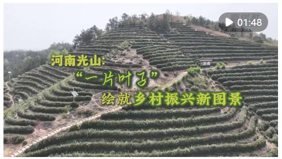 河南光山：“一片葉子”繪就鄉村振興新畫卷