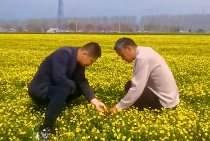 貓爪草花開春意濃 特色種植繪就鄉村美麗長卷