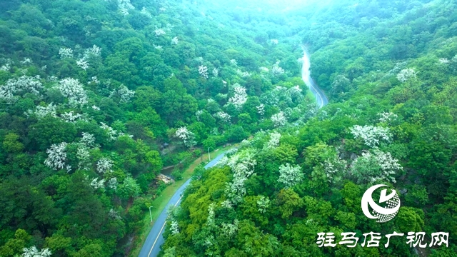 雨中流蘇綻放老樂(lè)山 如雪似瀑引游人沉醉