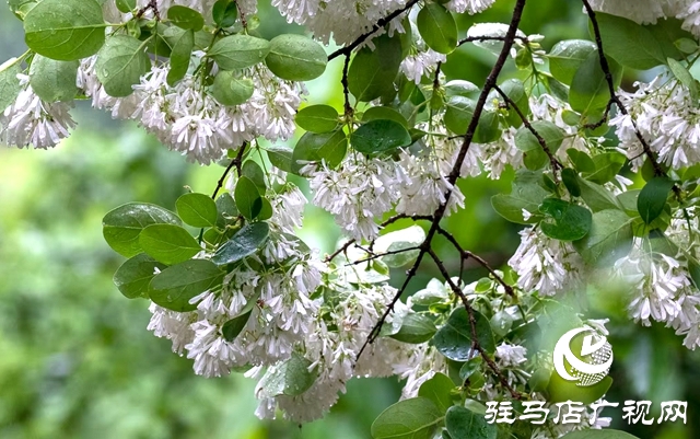 雨中流蘇綻放老樂(lè)山 如雪似瀑引游人沉醉