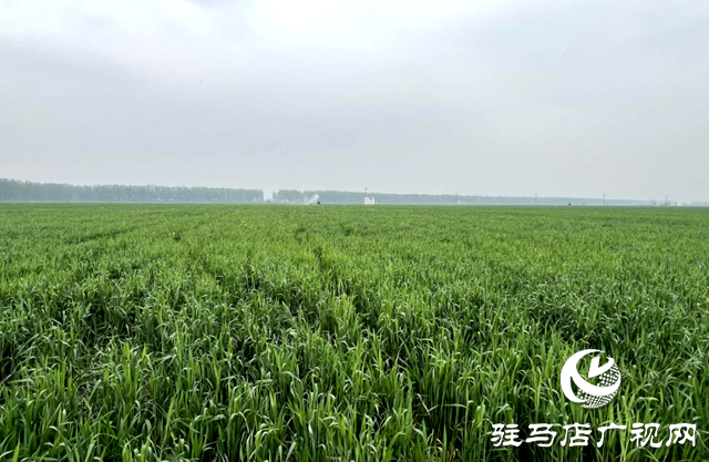 上蔡新農人林卡：黑小麥磨出金色未來 打造綠色產業鏈助農奔小康