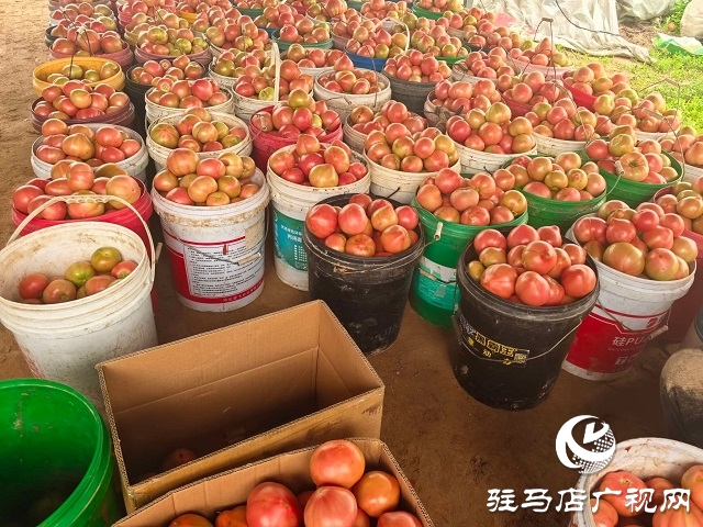 新蔡縣頓崗鄉：人大代表心系群眾，沙瓤番茄鋪就致富路