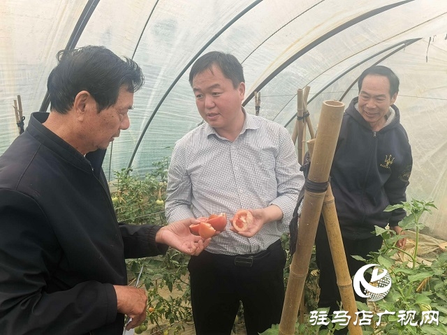 新蔡縣頓崗鄉：人大代表心系群眾，沙瓤番茄鋪就致富路