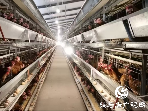 嵖岈山鎮產業賦能促發展 擘畫鄉村振興美好藍圖