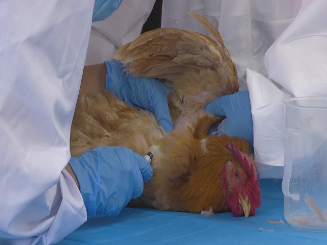 駐馬店市動物疫病防疫檢疫中心發(fā)布2025年5月份動物疫病預(yù)警預(yù)報