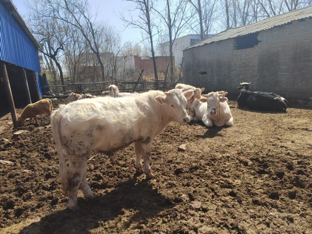 駐馬店市動物疫病防疫檢疫中心發(fā)布2025年5月份動物疫病預(yù)警預(yù)報