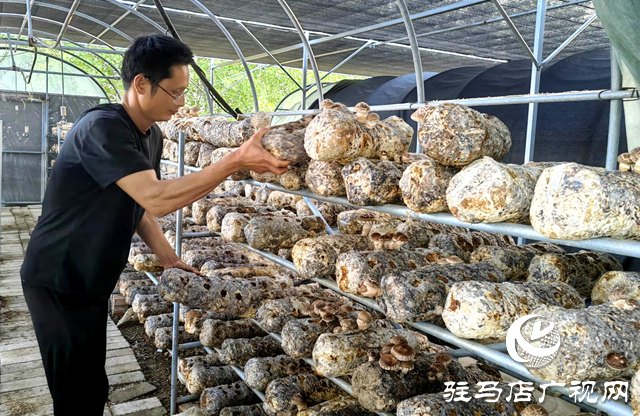 李鵬:深耕食用菌產業 助力鄉村振興
