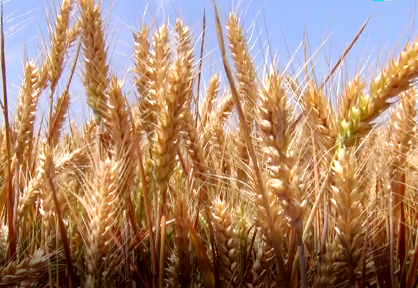 遂平縣：扎實做好三夏農機準備工作 確保夏糧顆粒歸倉