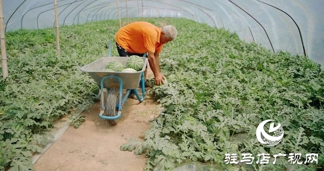 新蔡縣練村鎮：西瓜搶“鮮”上市 開啟豐收樂章