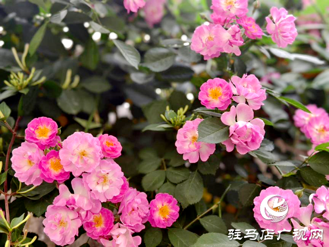 又是一年薔薇開 花香滿園沁心田