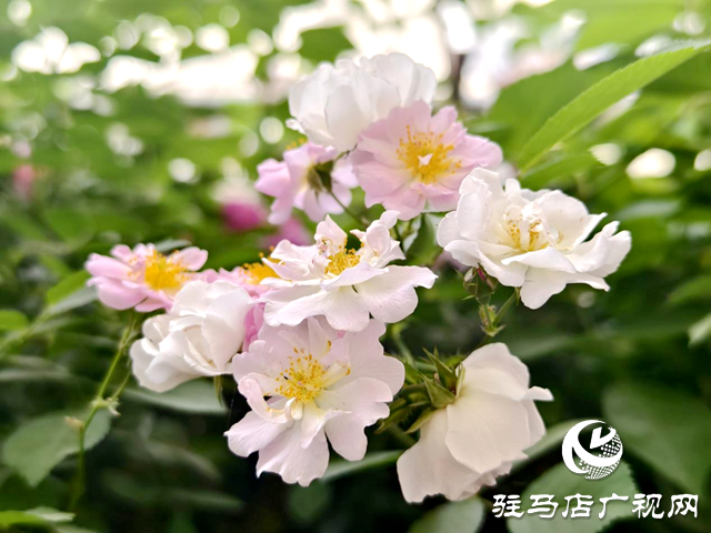 又是一年薔薇開 花香滿園沁心田