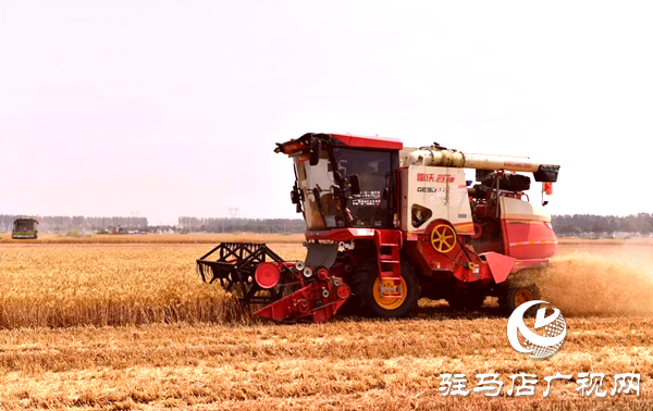 遂平高標(biāo)準(zhǔn)農(nóng)田麥?zhǔn)彰?科技助力穩(wěn)產(chǎn)增收