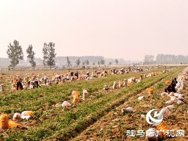  遂平縣褚堂街道：馬鈴薯喜獲豐收，助力鄉村振興