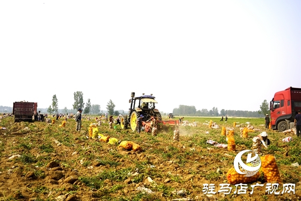  遂平縣褚堂街道：馬鈴薯喜獲豐收，助力鄉村振興