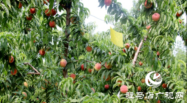 澆豆漿水蜜桃成熟 甜蜜財富雙豐收