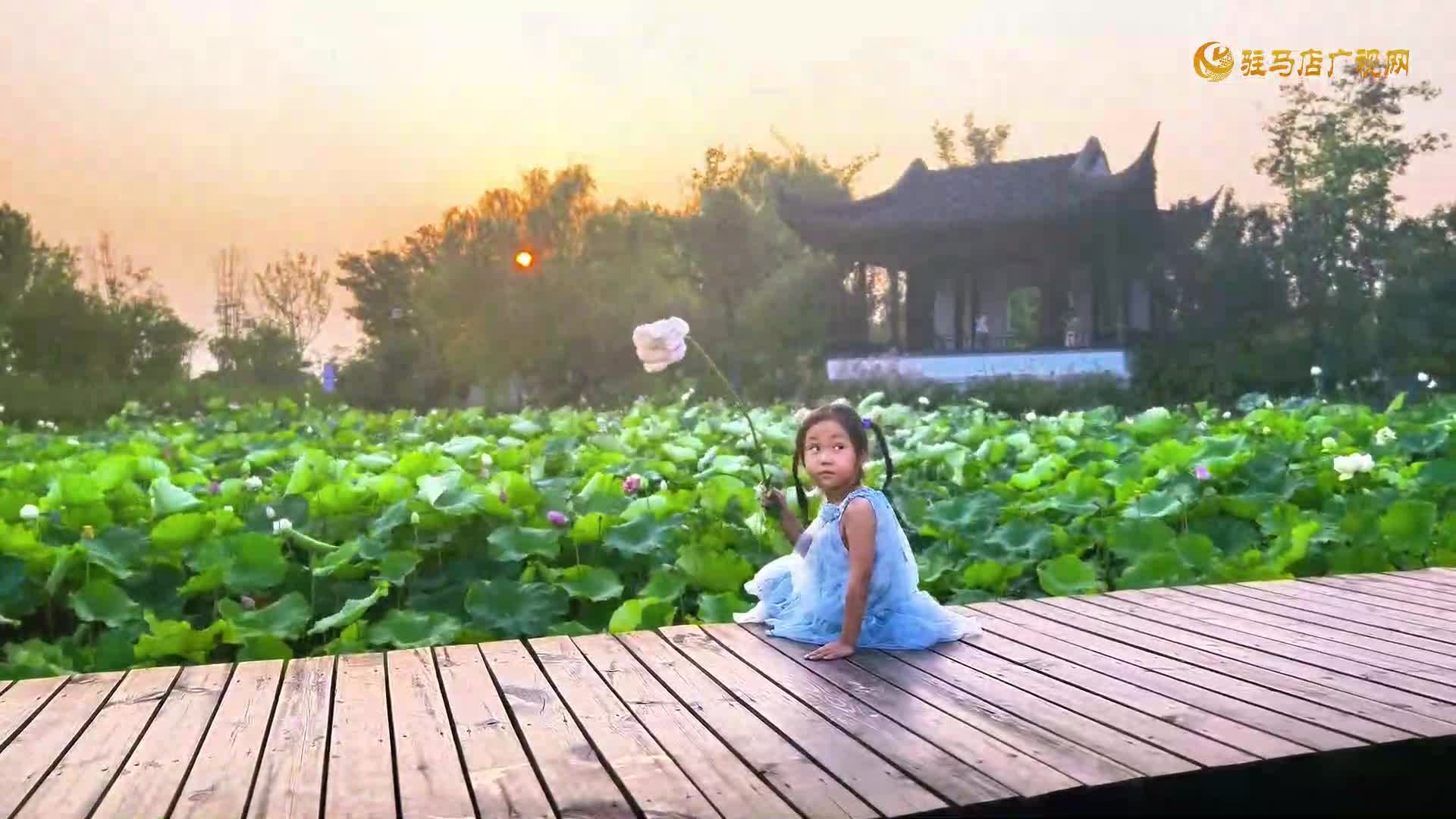 【大美天中】駐馬店：練江湖東段荷花競放 繪就夏日生態(tài)畫卷
