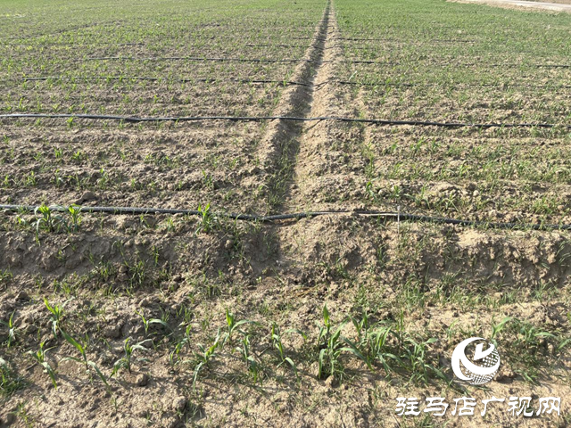 暴雨將至 農業專家提醒：玉米地需疏浚溝渠防內澇