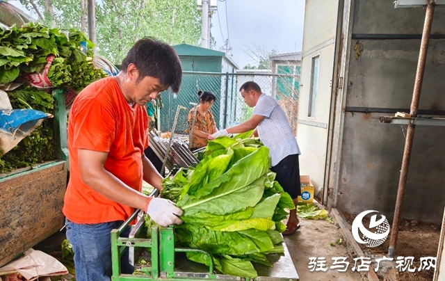 泌陽縣郭集鎮：黨旗飄揚映金葉 黨建賦能促增收