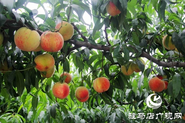 泌陽縣馬谷田鎮(zhèn)：萬畝果園迎豐收 林果助鄉(xiāng)村振興