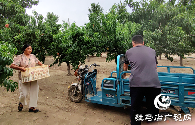 平輿縣李屯鎮(zhèn)：以“三園”建設(shè)助力產(chǎn)業(yè)化發(fā)展