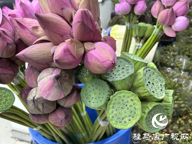 夏季鮮切花熱銷(xiāo) 荷花蓮蓬迎銷(xiāo)售高峰