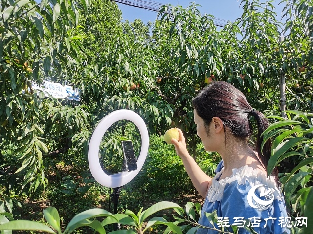 駐馬店移動為桃農提供優質網絡保障