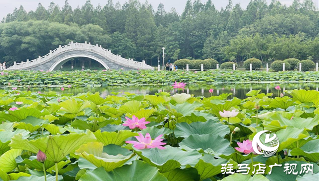 夏日限定！置地公園荷花盛開 成為市民賞荷打卡好去