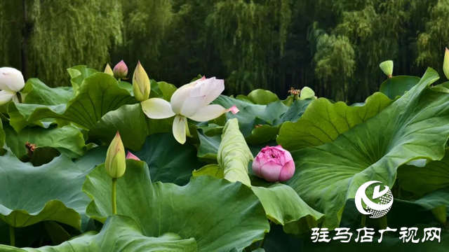 【大美天中】泌陽現(xiàn)“水晶天”!漢風(fēng)古韻與湖光云影同框