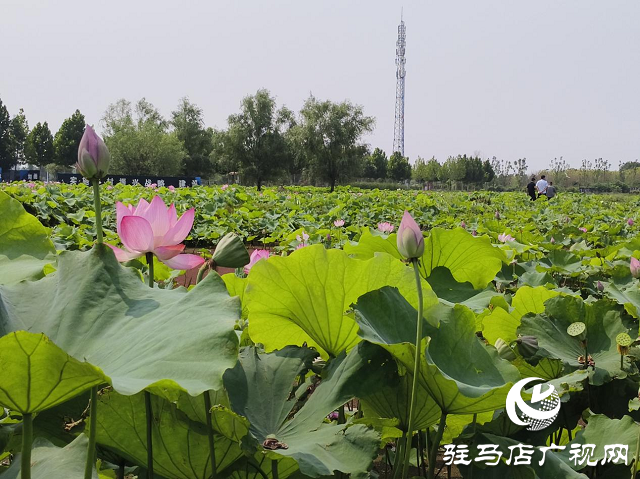 七月荷花引客來 駐馬店移動(dòng)保障網(wǎng)絡(luò)暢通
