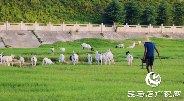 【大美天中】不輸遠方 泌陽濕地公園成“家門口的阿勒泰”