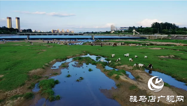 【大美天中】不輸遠方 泌陽濕地公園成“家門口的阿勒泰”