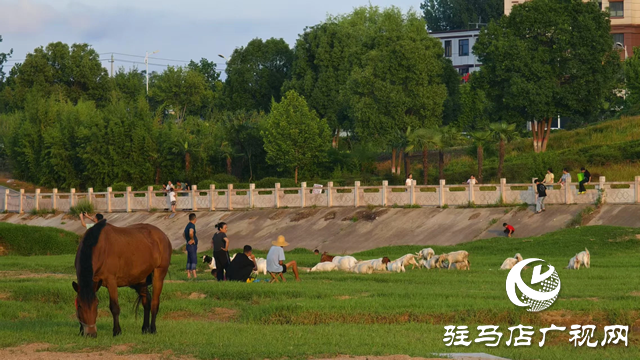 【大美天中】不輸遠方 泌陽濕地公園成“家門口的阿勒泰”