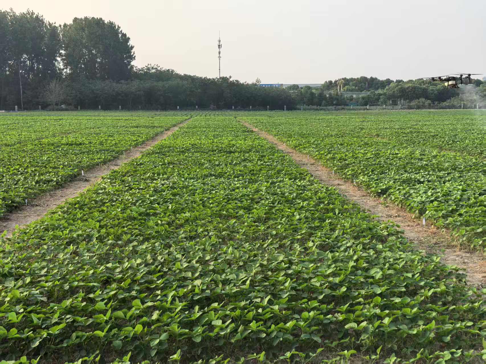 高溫對大豆苗期生長發育階段影響及生產管理措施