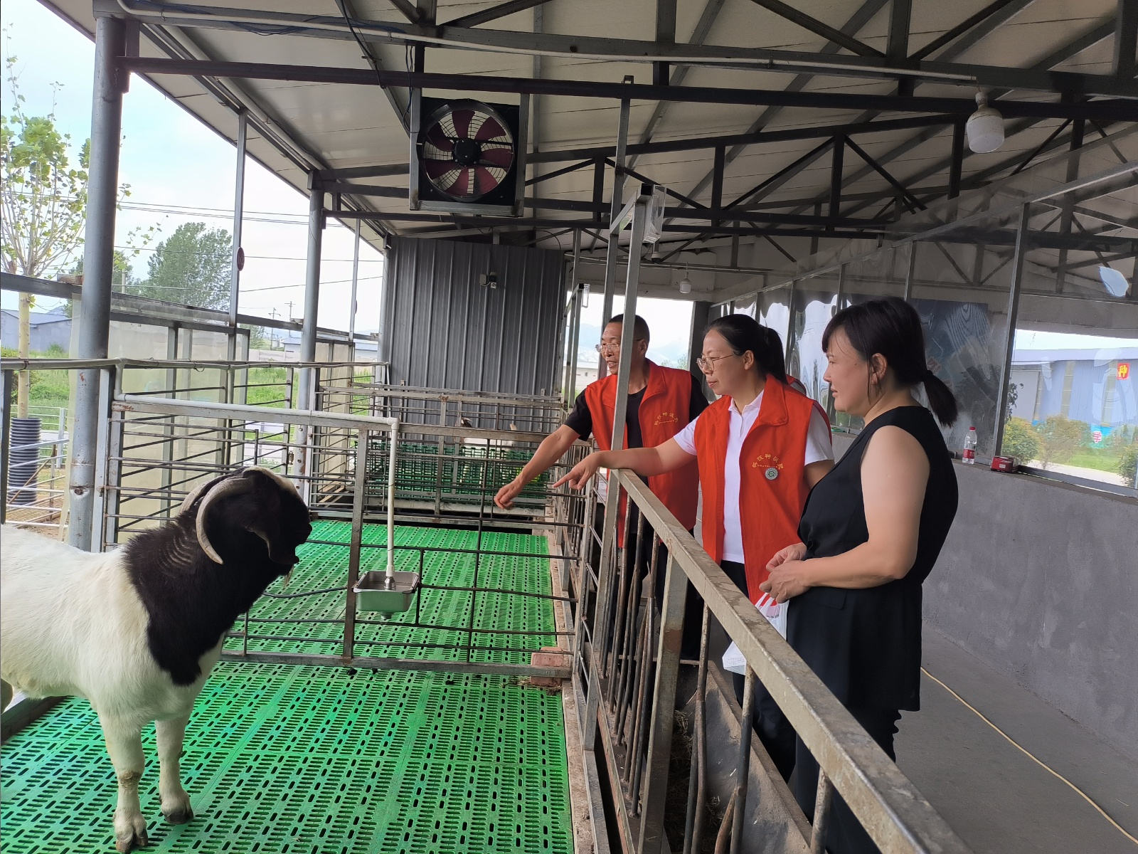 省科技特派員服務隊與市動物疫病防控技術科技志愿服務隊深入一線護航夏季生產