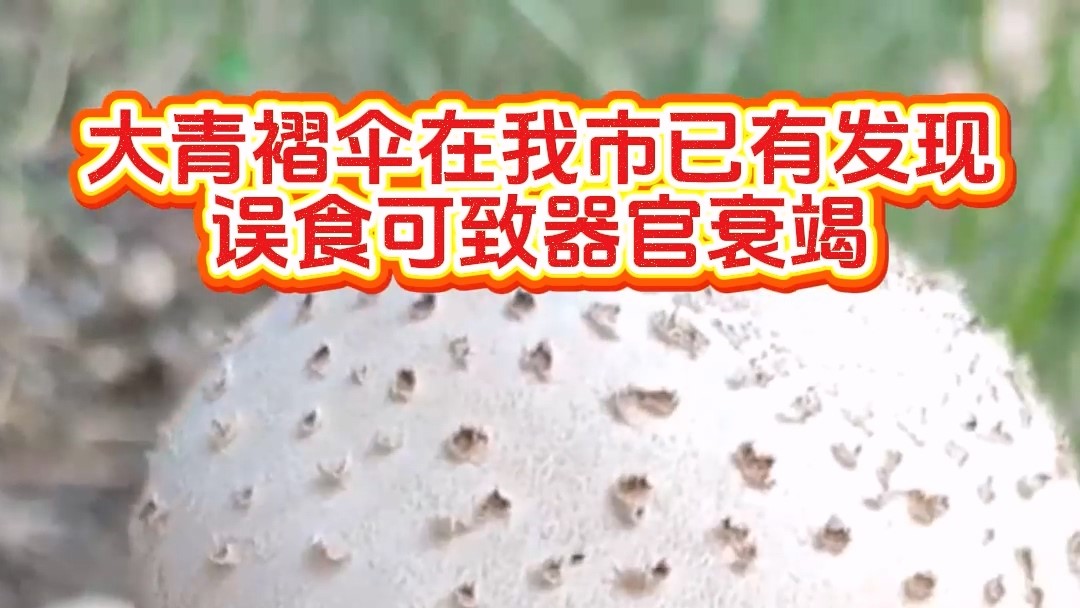 大青褶傘在我市已有發現，誤食可致器官衰竭