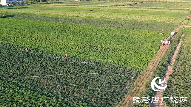 新蔡縣磚店鎮:干群同心抗旱情 全力保秋穩增收