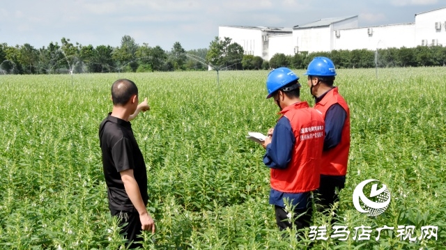 國網平輿縣供電公司:抗旱保電潤芝麻 電力護航保豐收