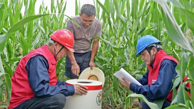 國網西平縣供電公司：抗旱保電“加速度” 守護田間“生命線”