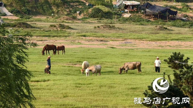 錦繡泌陽：藏在山水間的生態畫卷