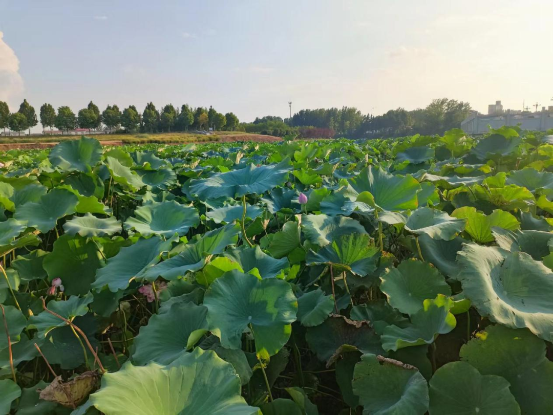汝南:蓮藕映出致富路 群眾收獲“水中金”