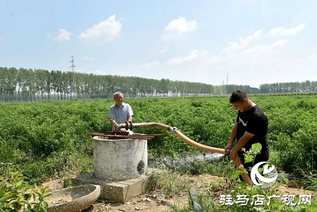  小辣椒喝上“及時水”——新蔡縣彌陀寺鄉(xiāng)積極抗旱保產(chǎn)
