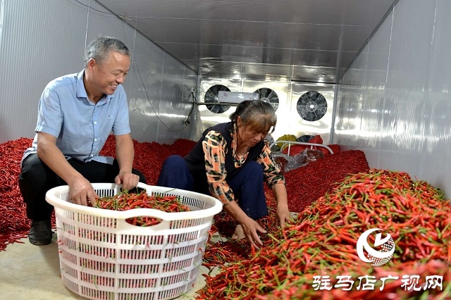  小辣椒喝上“及時水”——新蔡縣彌陀寺鄉(xiāng)積極抗旱保產(chǎn)