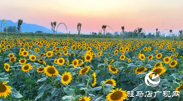 驛城區胡廟鄉：萬畝向日葵盛放 成秋日打卡新熱點