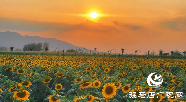 驛城區胡廟鄉：萬畝向日葵盛放 成秋日打卡新熱點