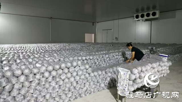 泌陽縣:菌棒生產助力食用菌產業多元化發展