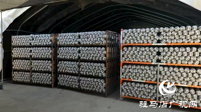 泌陽縣:菌棒生產助力食用菌產業多元化發展