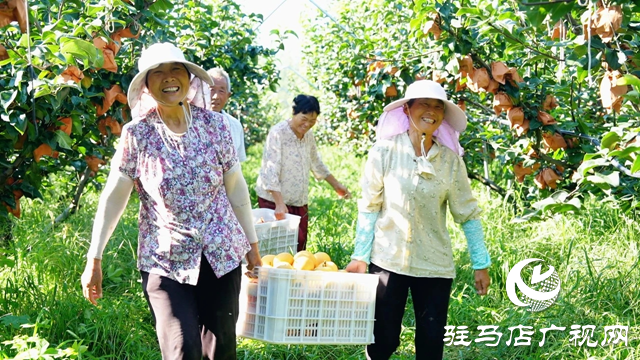 新蔡縣:3000畝金果梨園喜迎豐收季